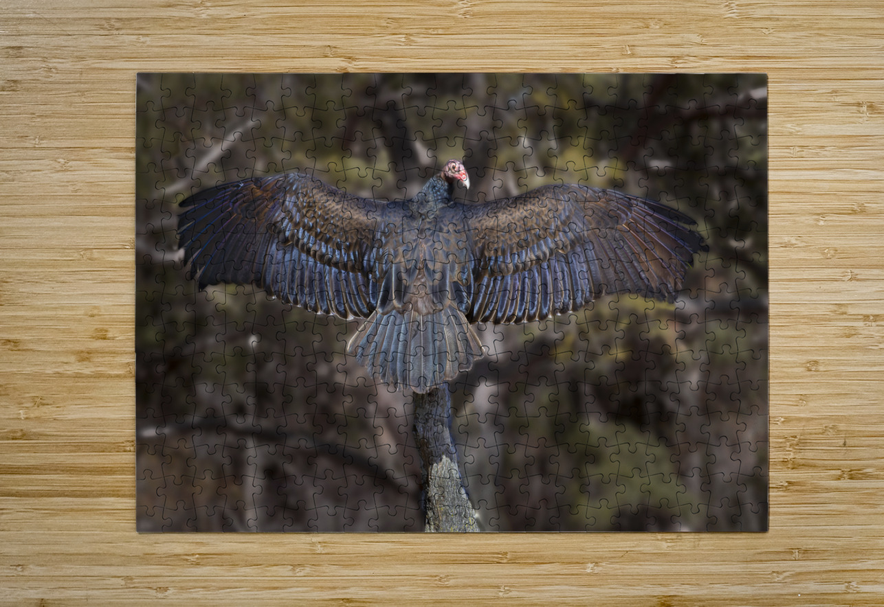 Vulture Rainbow Colors Norma Brandsberg Photography Puzzle printing