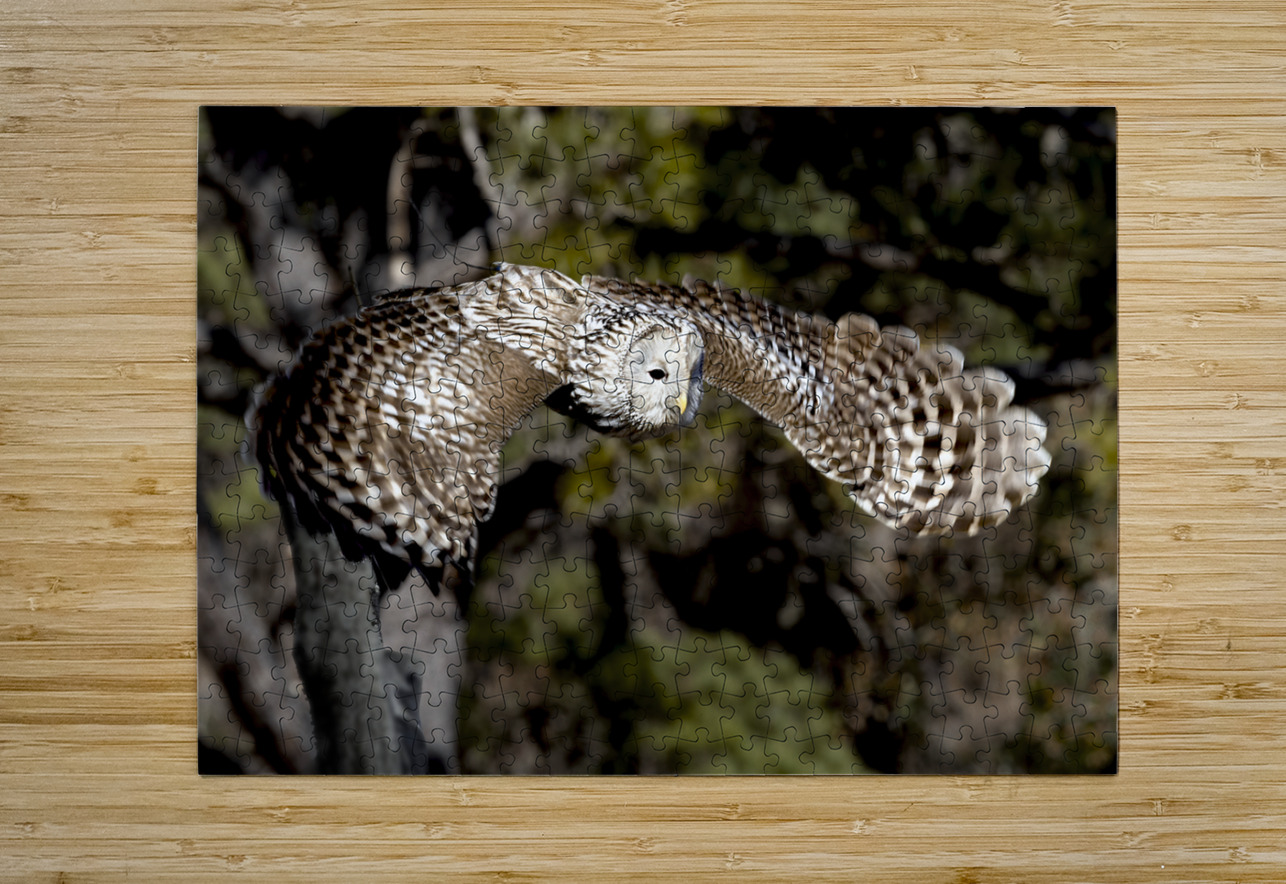 Avian Center for Birds of Prey South Carolina Norma Brandsberg Photography Puzzle printing