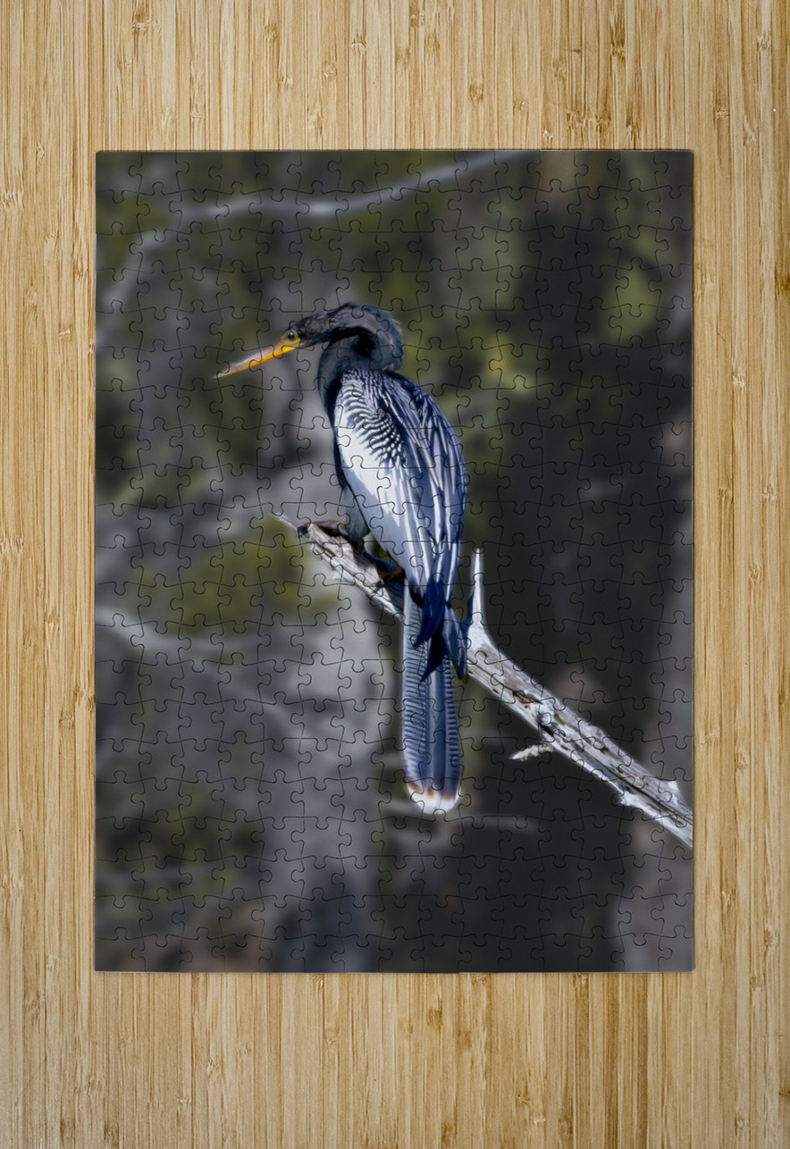 Glossy Anhinga Florida Bird  Norma Brandsberg Photography Puzzle printing