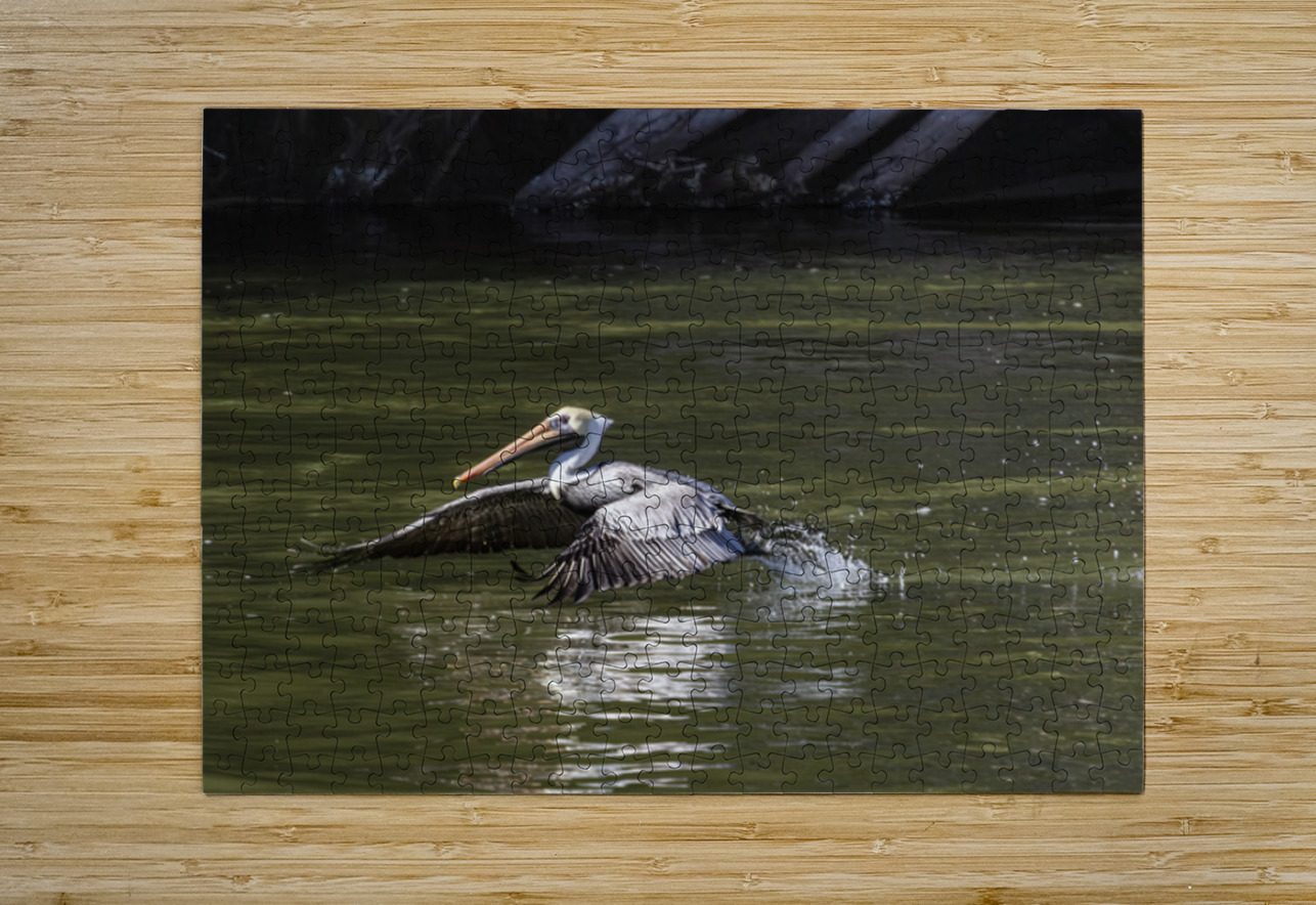 Pelican Coming in for a Landing Norma Brandsberg Photography Puzzle printing