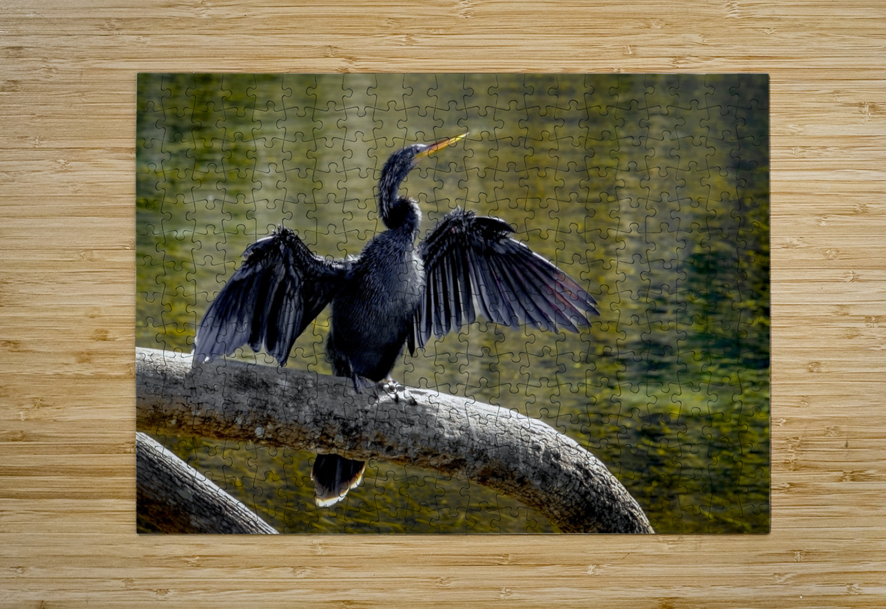 Anhinga Sunning My Wings Norma Brandsberg Photography Puzzle printing
