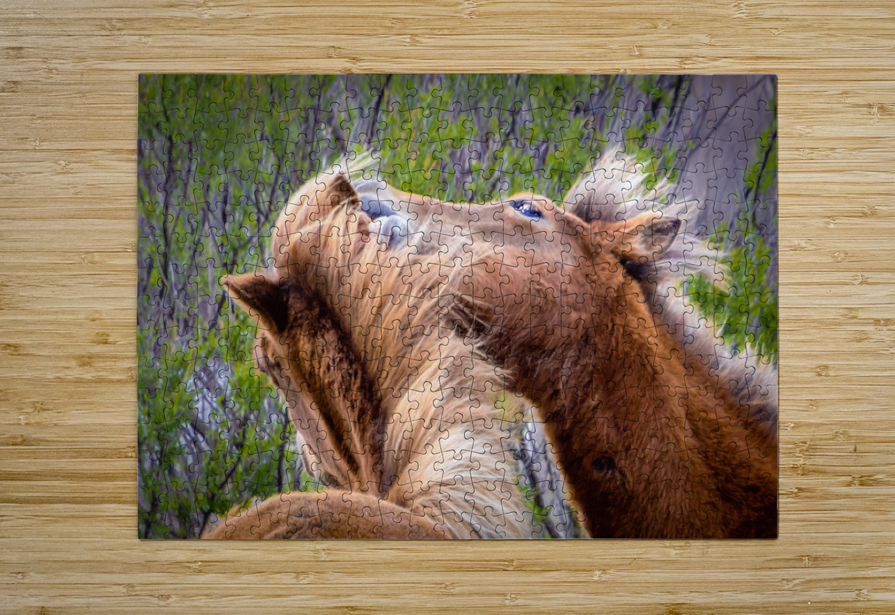 Wild Horses Sparring Norma Brandsberg Photography Puzzle printing