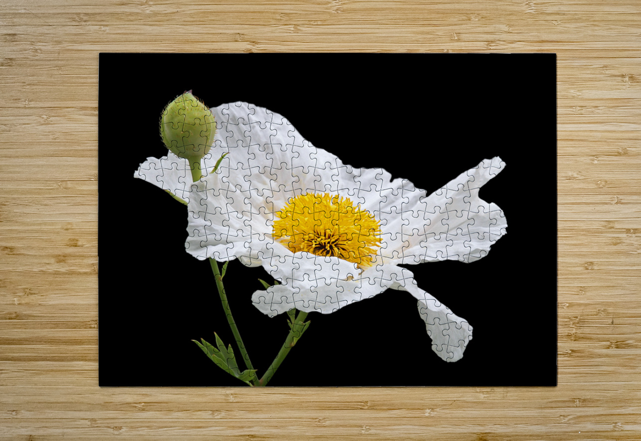 Matilija Poppy on Black Gill Billington Puzzle printing