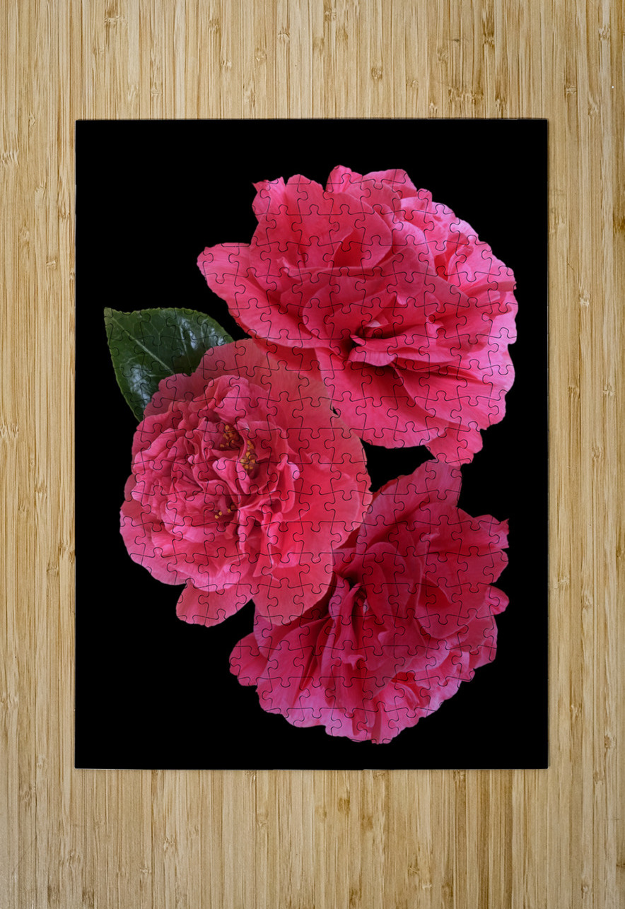 Pink Camelia on Black Vertical Gill Billington Puzzle printing
