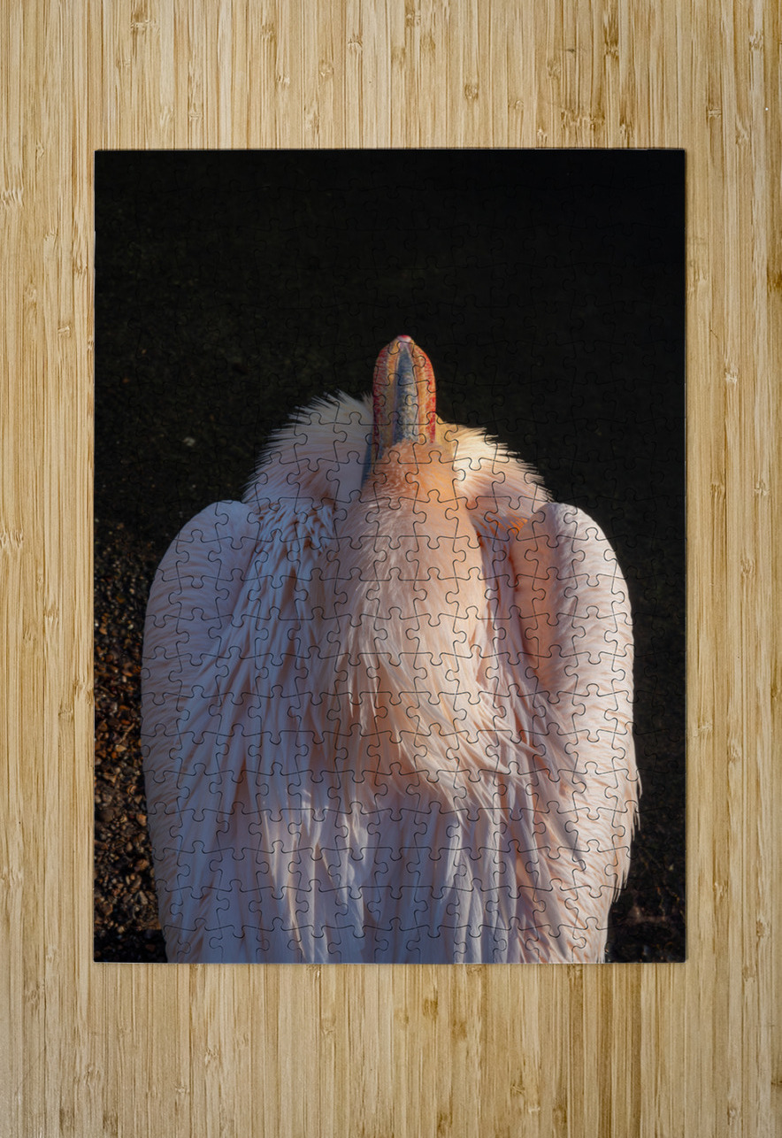 Great White Pelican Adel B Korkor Puzzle printing