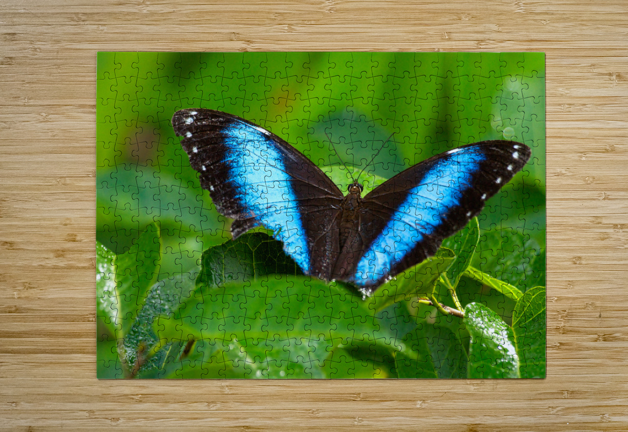 Achilles Blue Morpho Butterfly Adel B Korkor Puzzle printing
