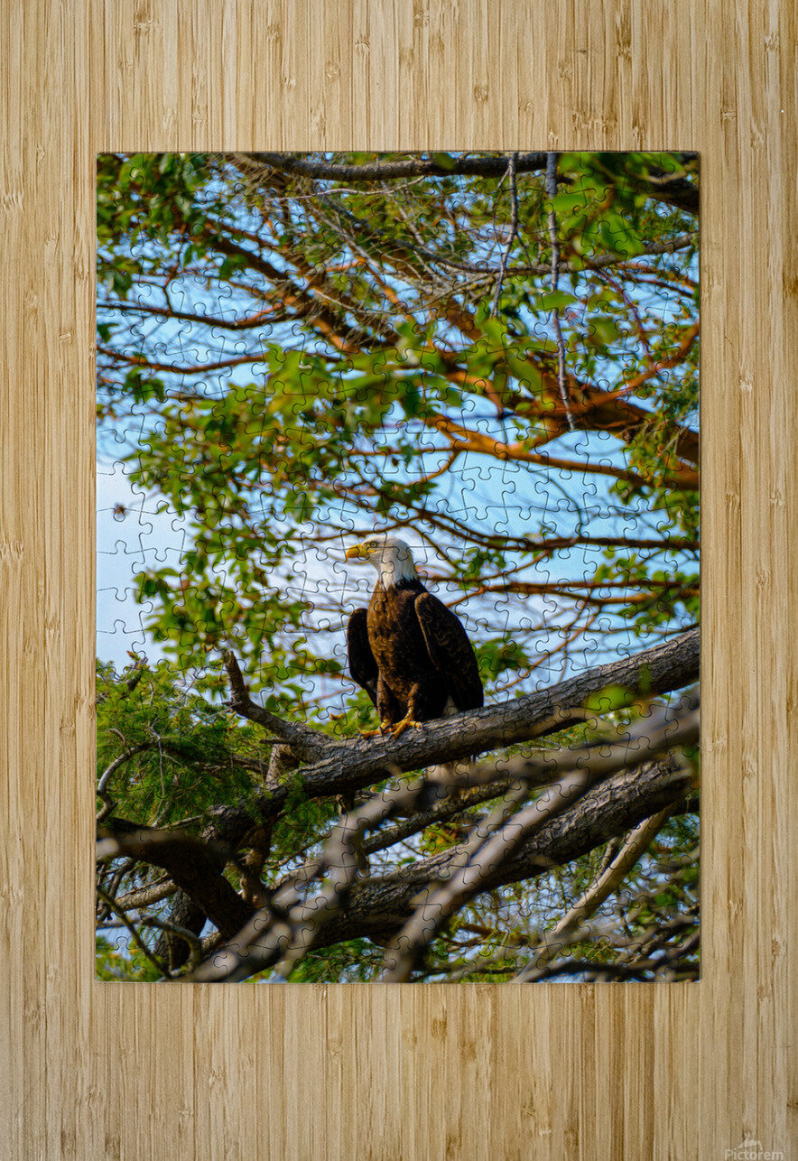 Bald Eagle in the Madrone Tree Brad Millett Photography Puzzle printing