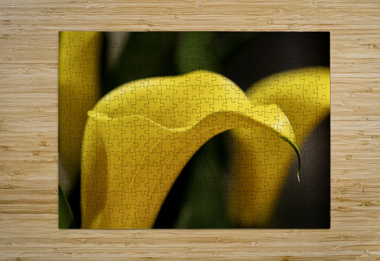 Yellow Calla Lilies R Natale Photography Puzzle printing