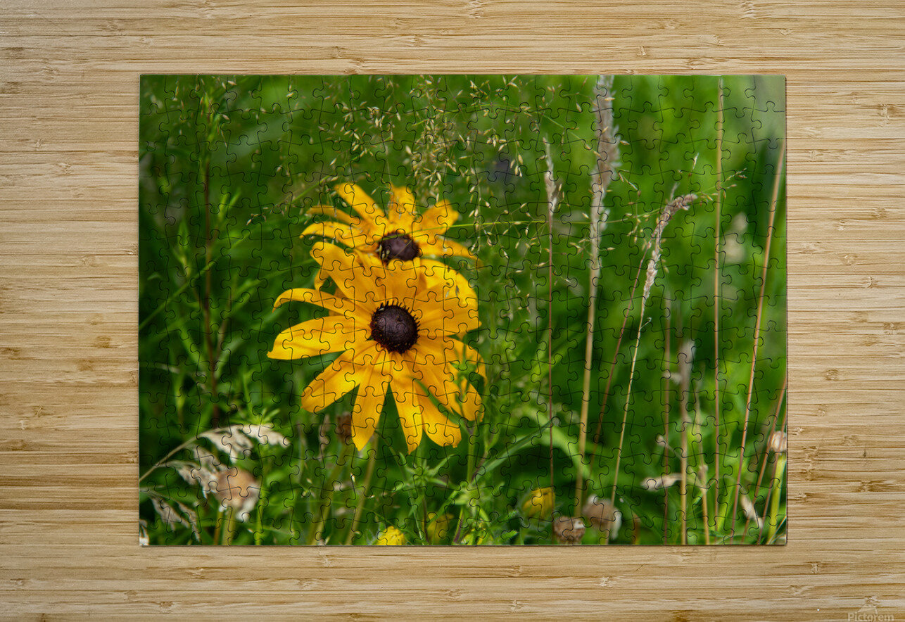 Black-eyed Susan William Puzzle printing