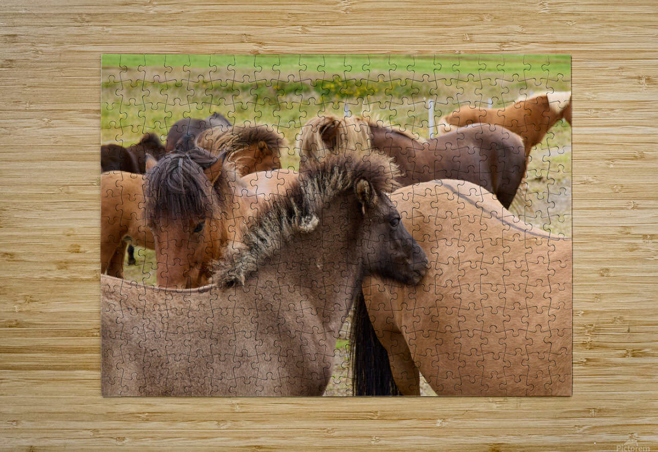 Icelandic horses grazing in a pasture. Artur Nyk Puzzle printing