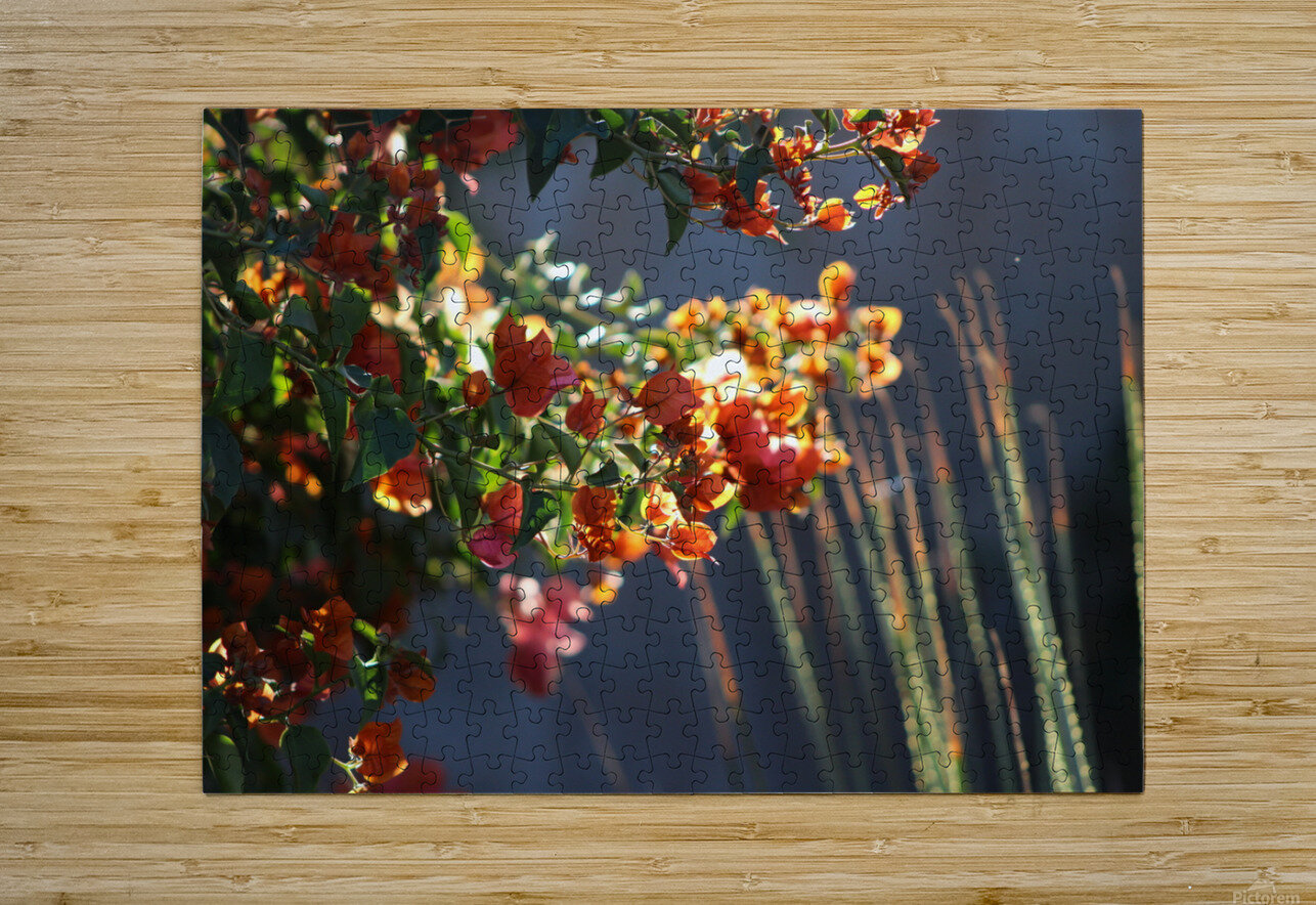 Salmon Bougainvillea in Sunlight Landscape Photography and Digital Art By Colleen Puzzle printing