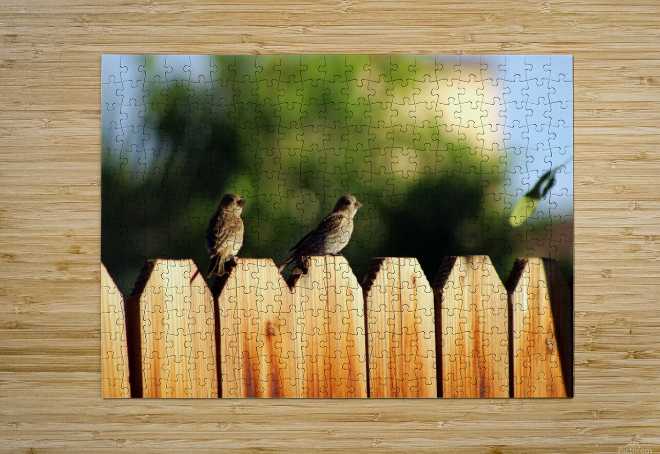 Sparrows on a Fence Photography and Digital Art By Colleen Puzzle printing