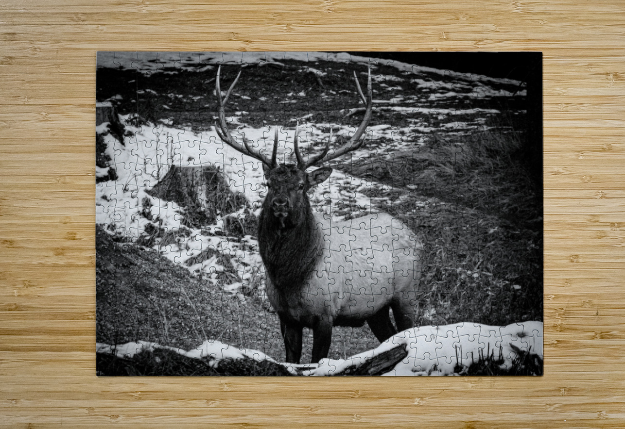Bull Elk Canada Ivy Rose Photography Puzzle printing