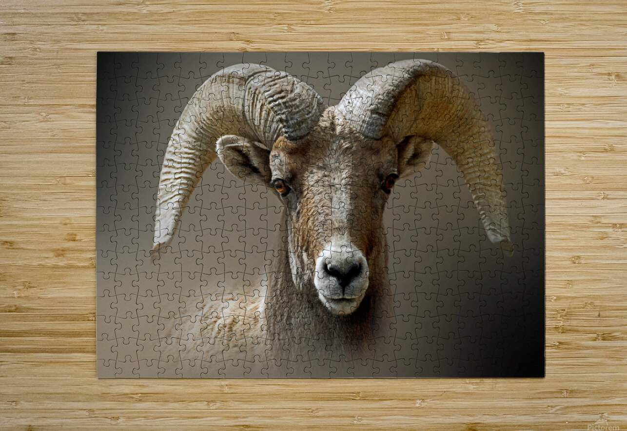 Curly B Zolle Puzzle printing