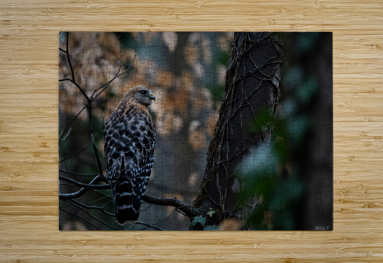 Red Shouldered Hawk  Mikey V Photography Puzzle printing