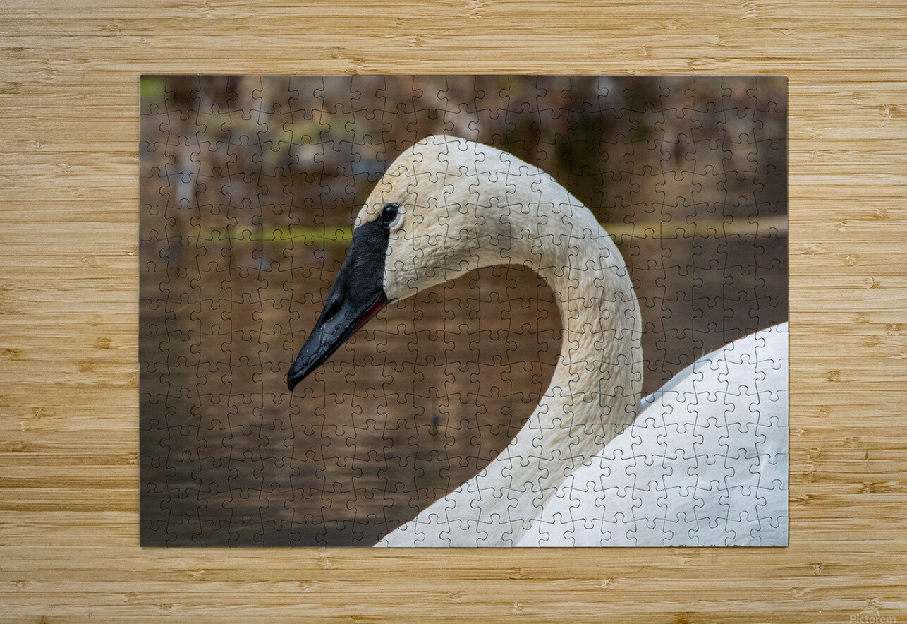Trumpeter Swan Portrait Chad Meyer Puzzle printing