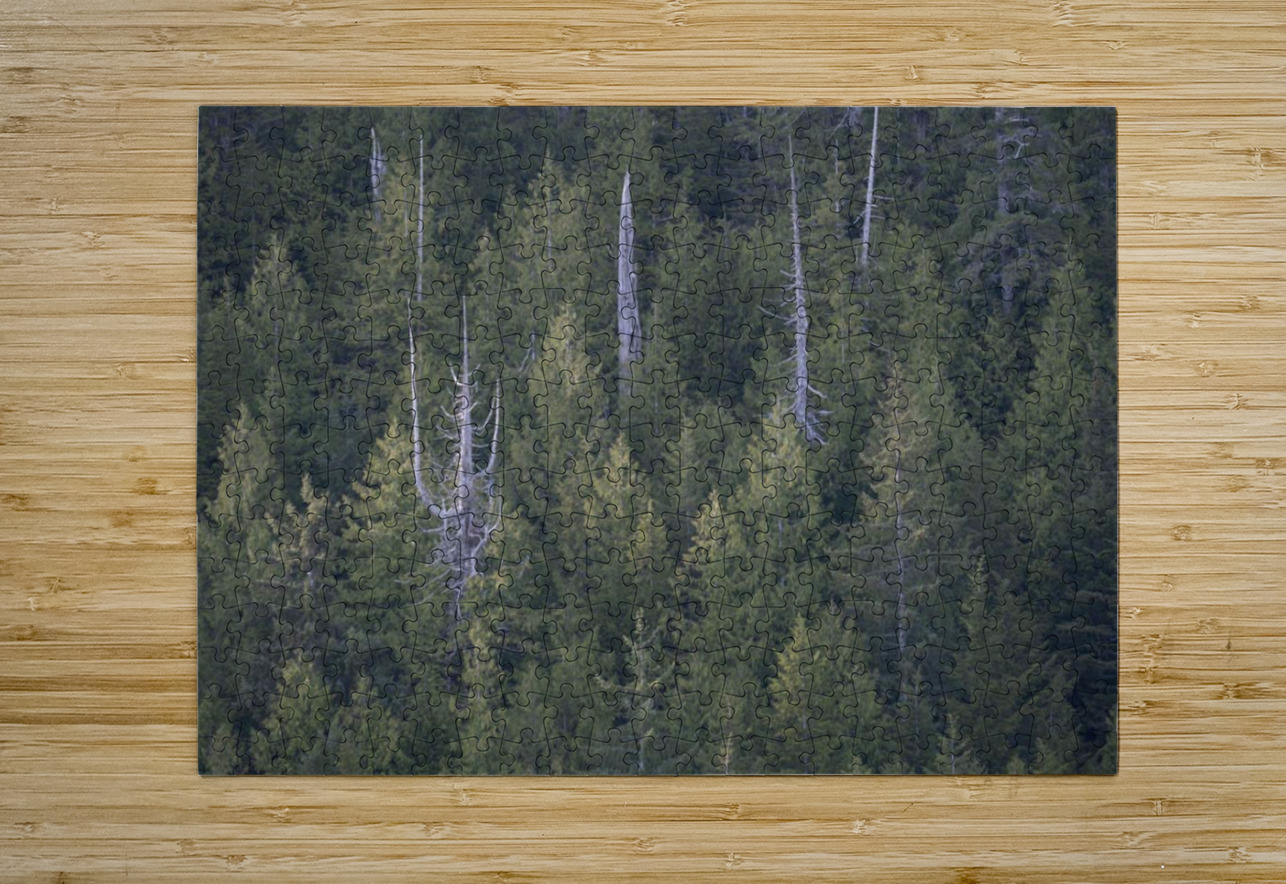 Bare Trees in Evergreens Darryl Brooks Puzzle printing