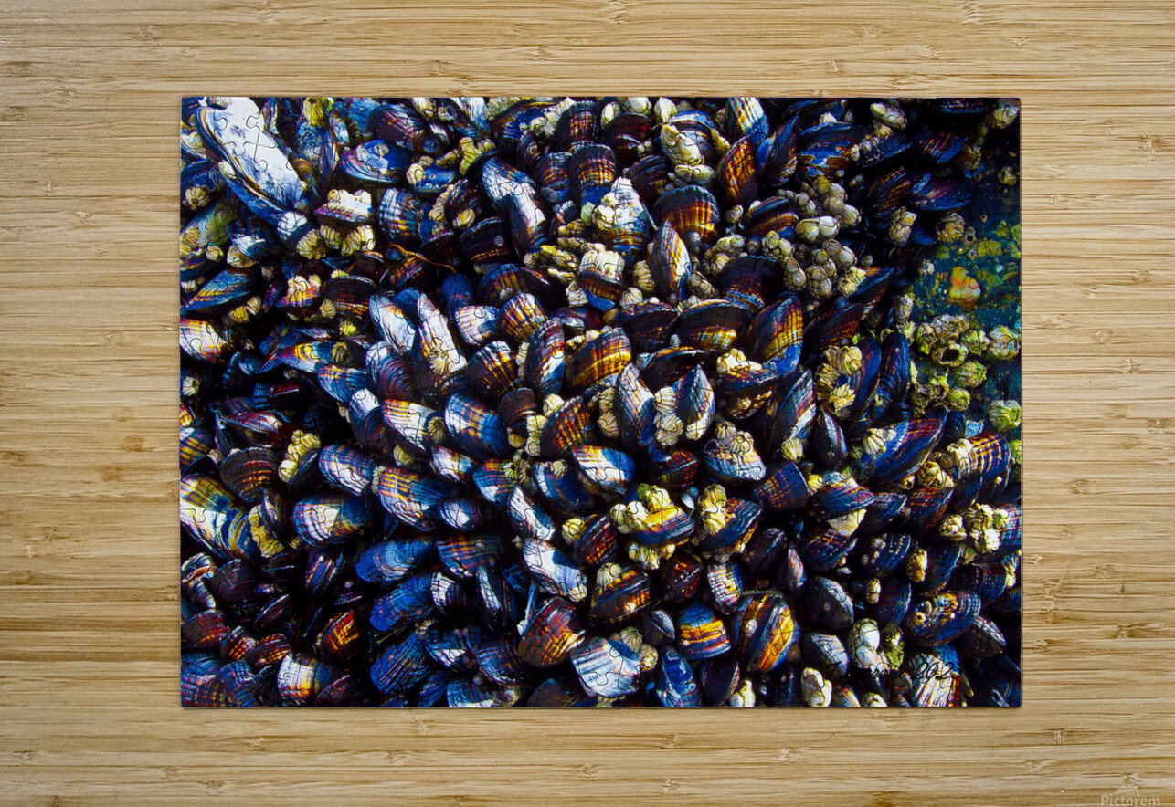Mussels Venice Beach California Tony Lacroix Puzzle printing