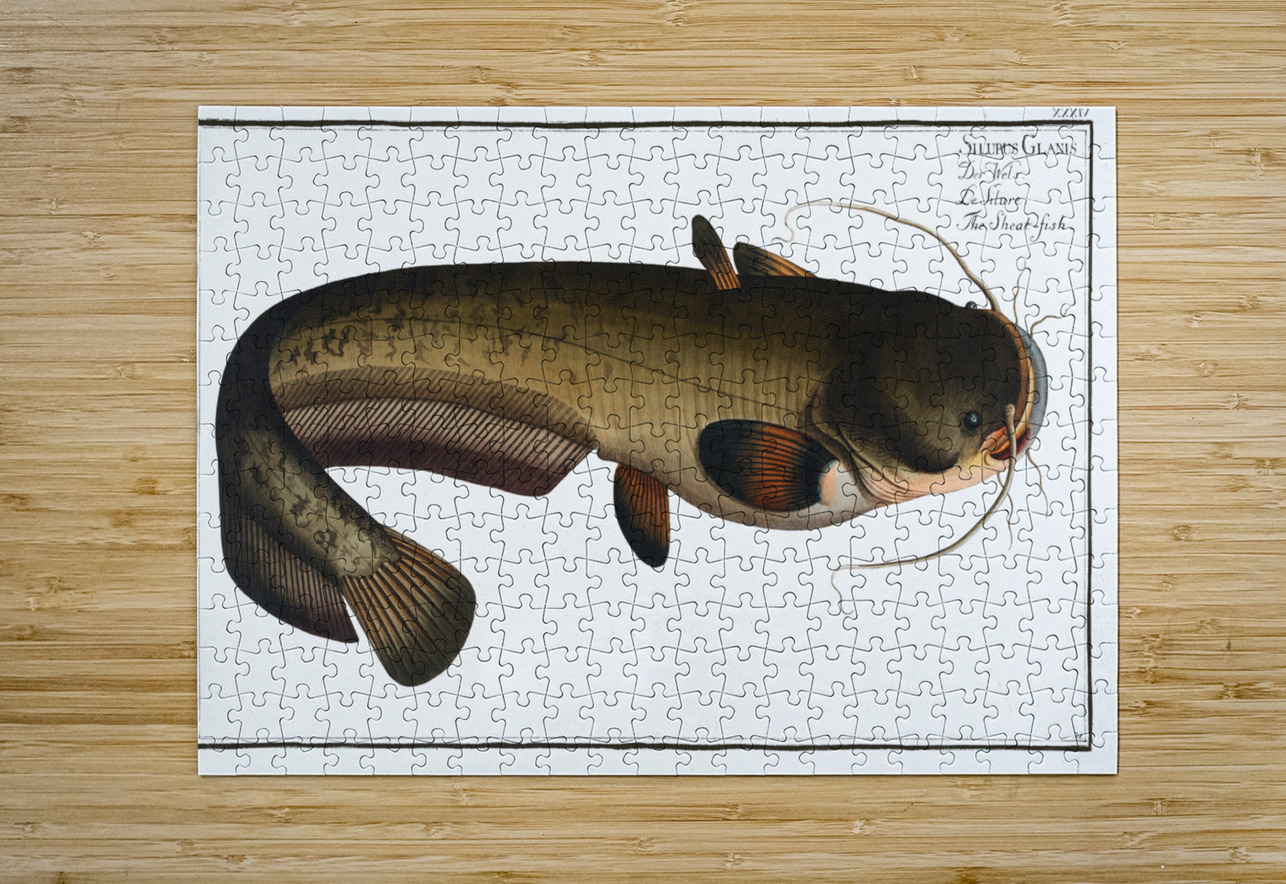 Wels Catfish Sheatfish History In Your Home Puzzle printing