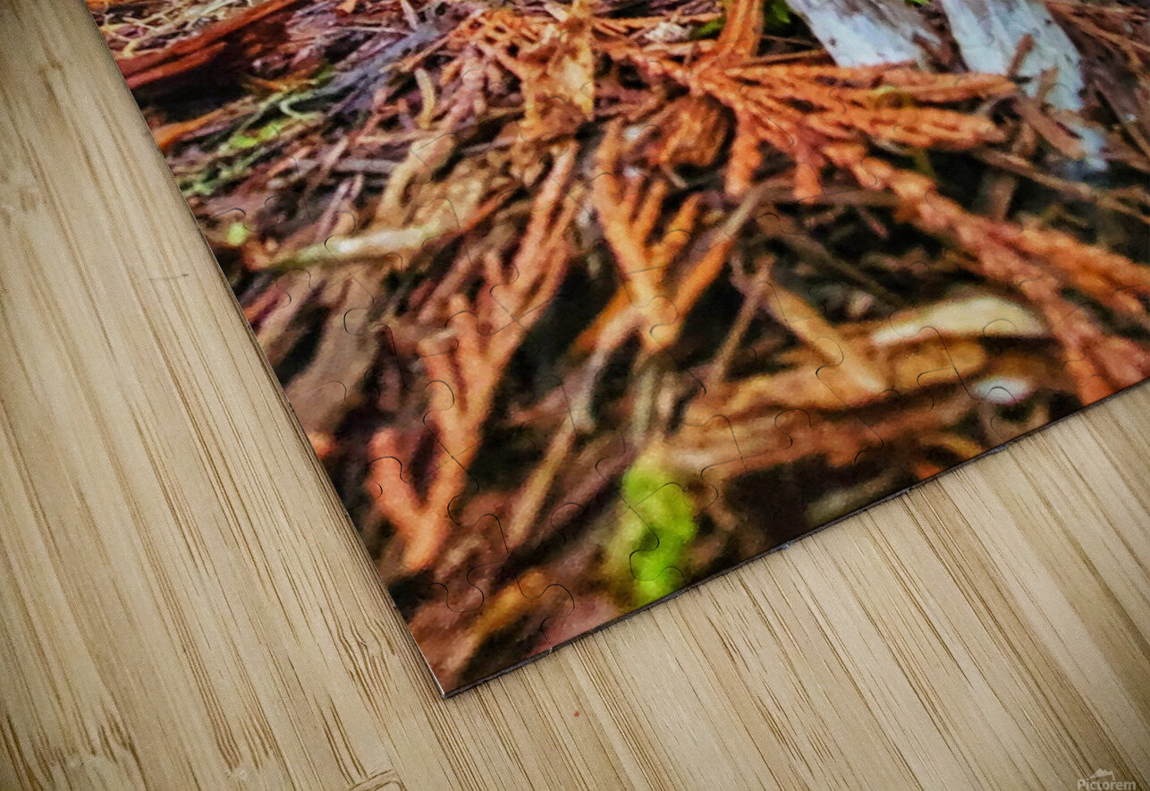 Forest Mushrooms Adam Copp Puzzle