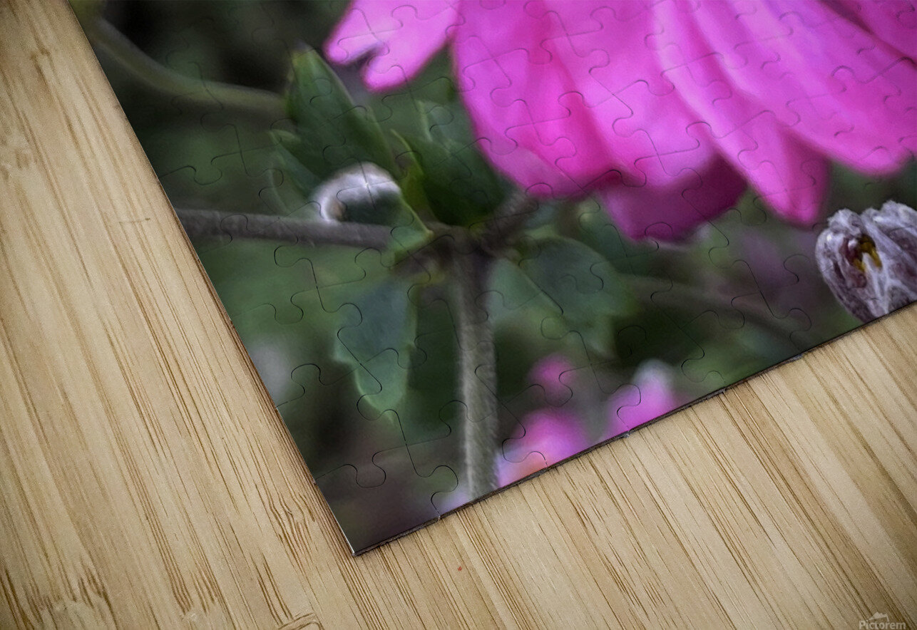 Anemone Hupehensis ‘Prinz Heinrich’ John Byerly Puzzle