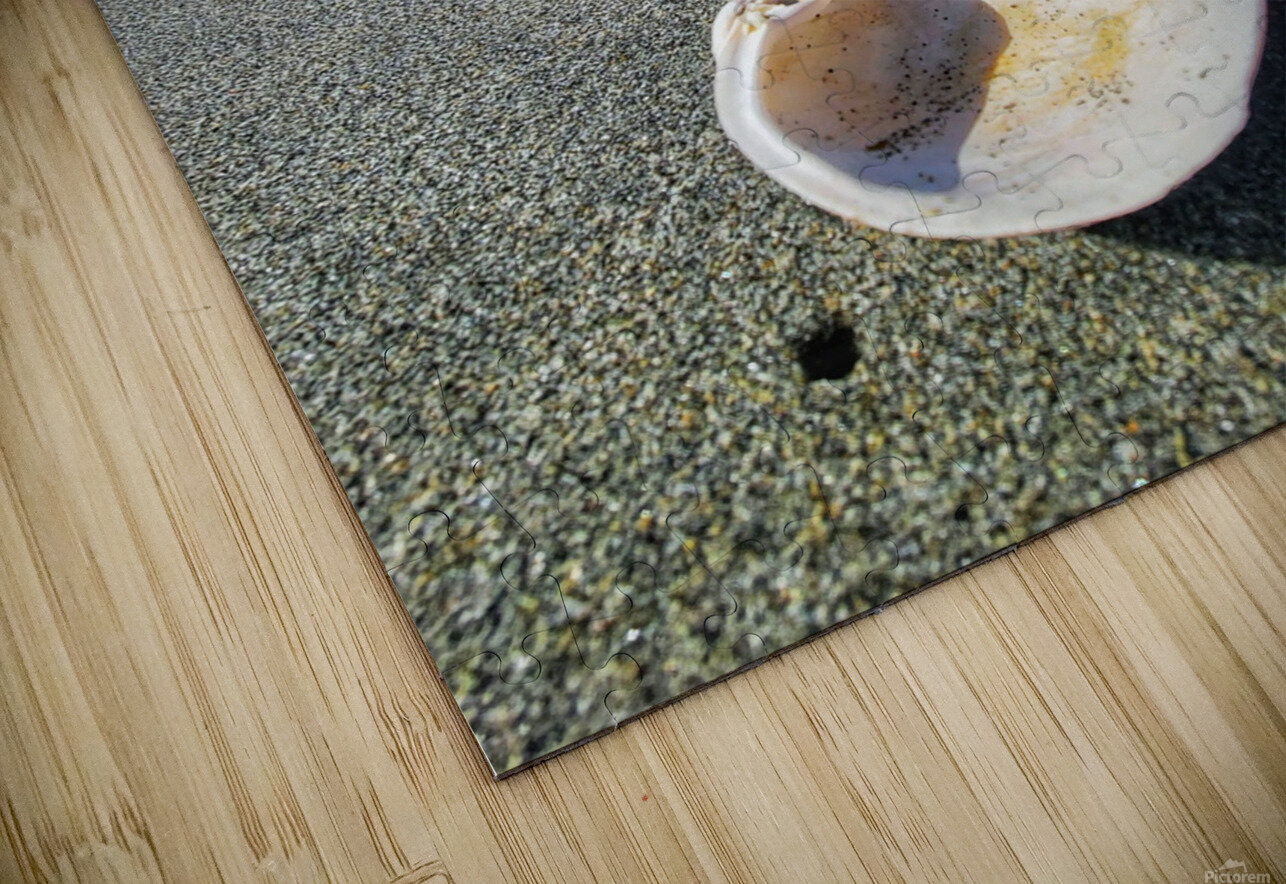 Seashell Adam Copp Puzzle