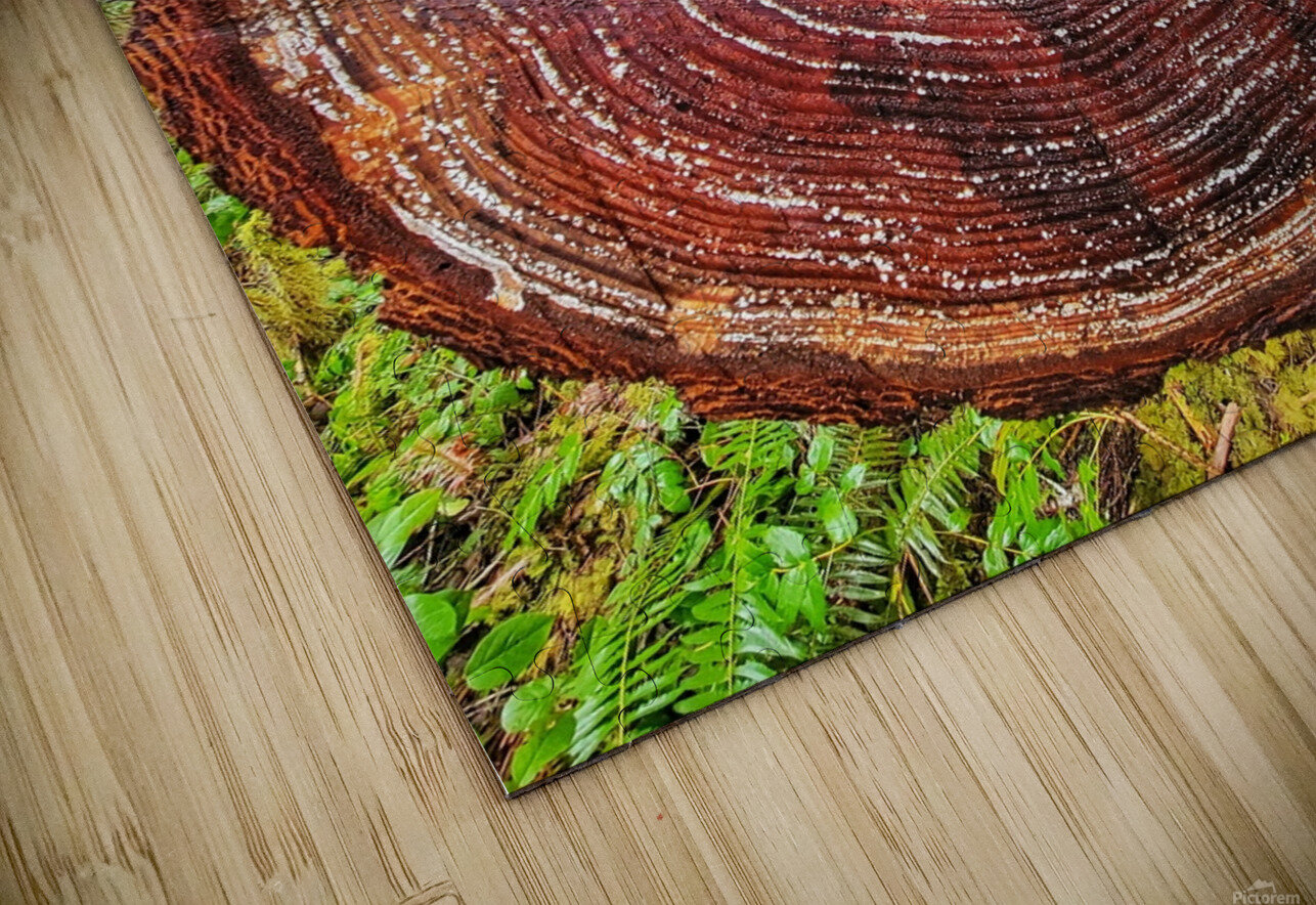 Tree Rings Adam Copp Puzzle