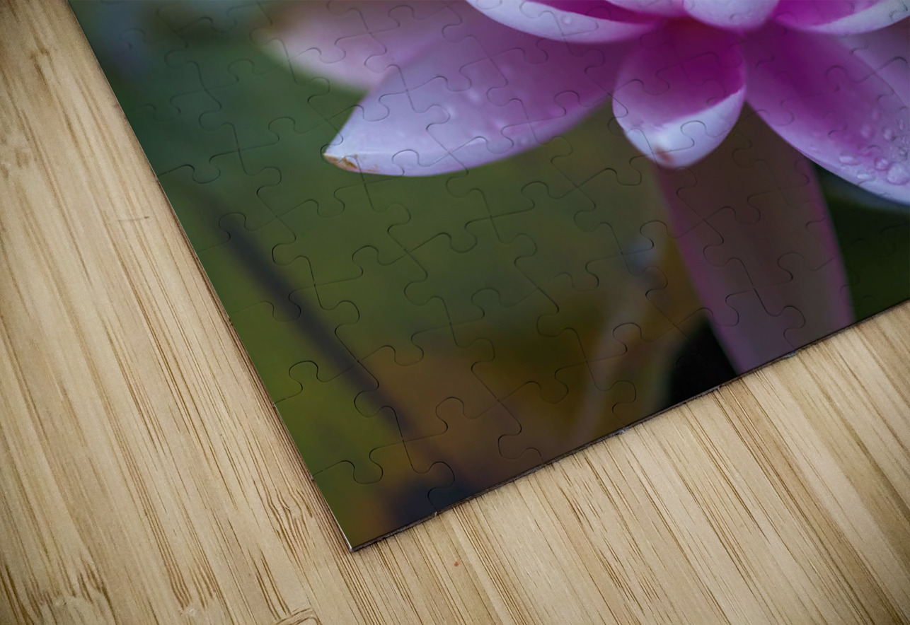 Gentle Grace Assaf Frank Puzzle