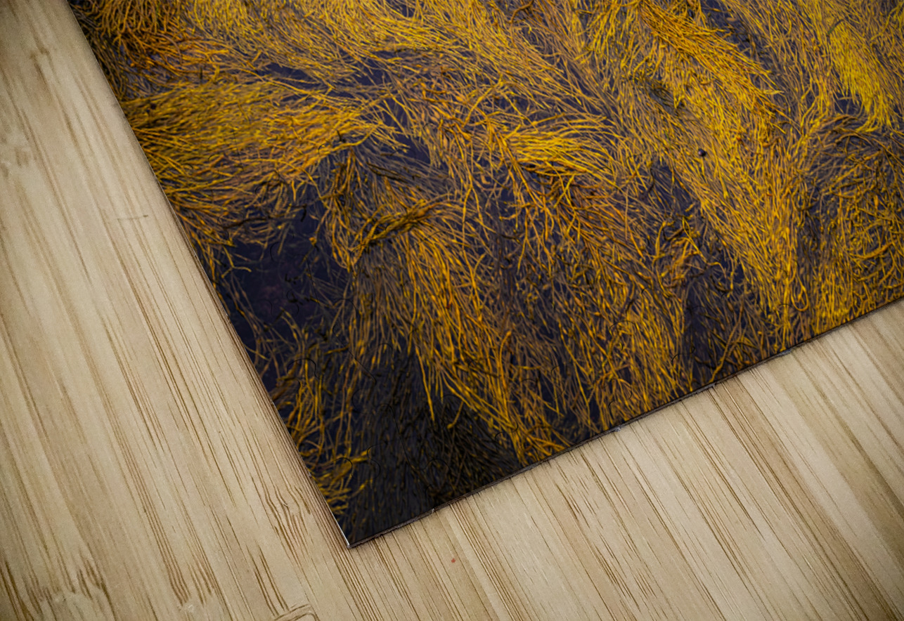 Blue Rocks Kelp Geoffrey Prior Puzzle