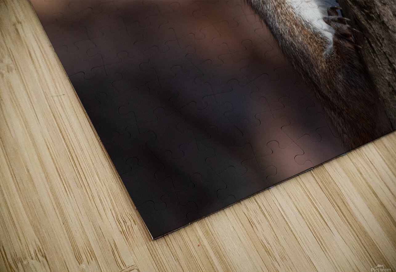 Squirrel in the Sunlight Chad Meyer Puzzle