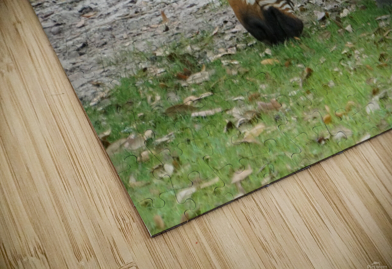 Zebra Denise Thrasher Puzzle