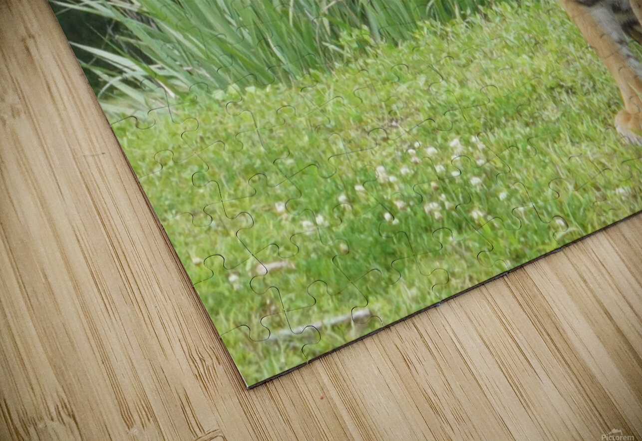 Tiger Denise Thrasher Puzzle