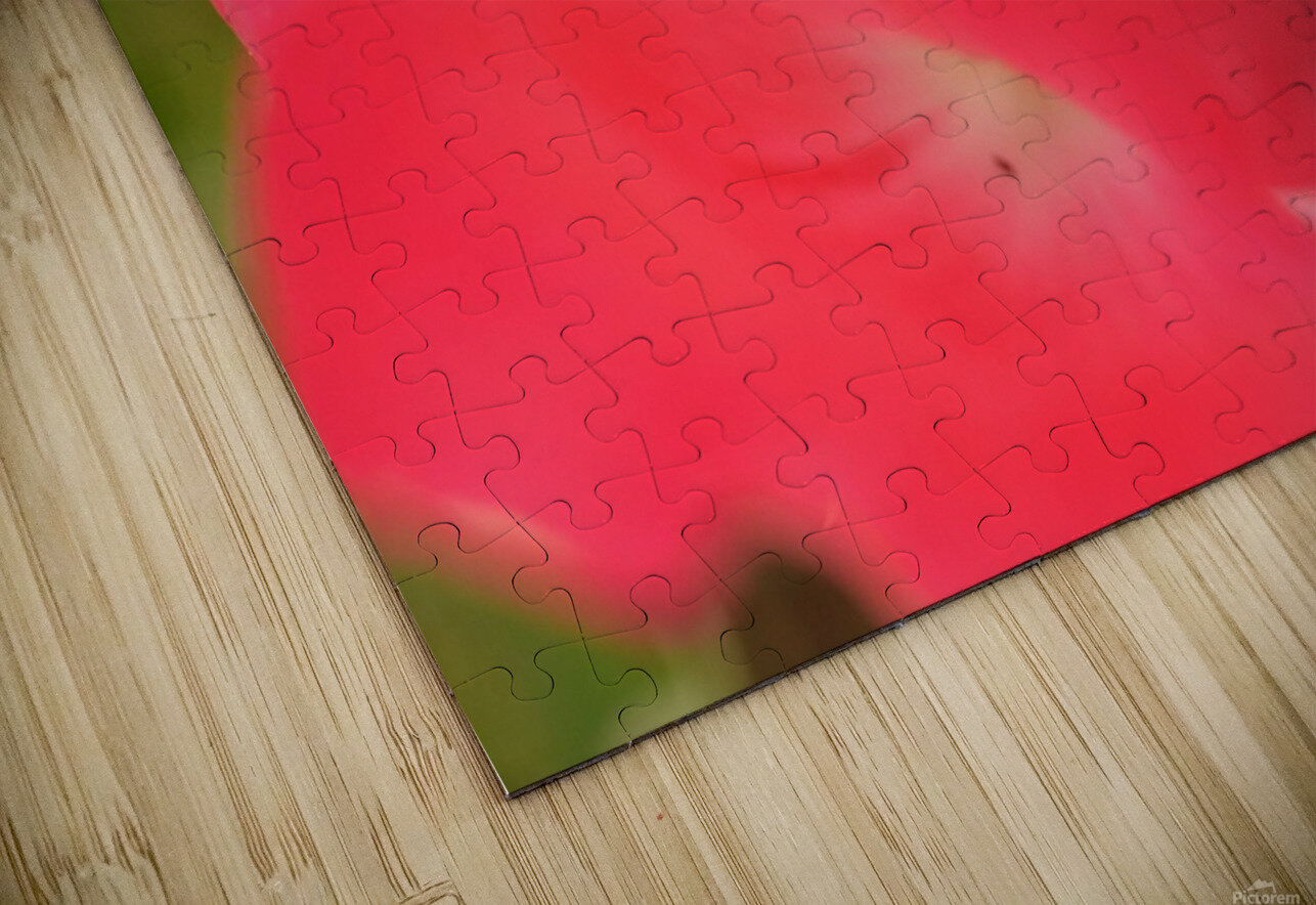 Red Rose Katherine Lindsey Photography Puzzle