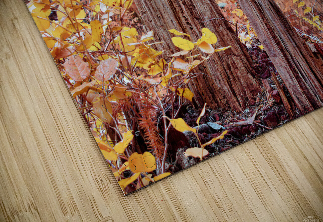 Cycle Of Growth and Decay CRB Images Photography Puzzle