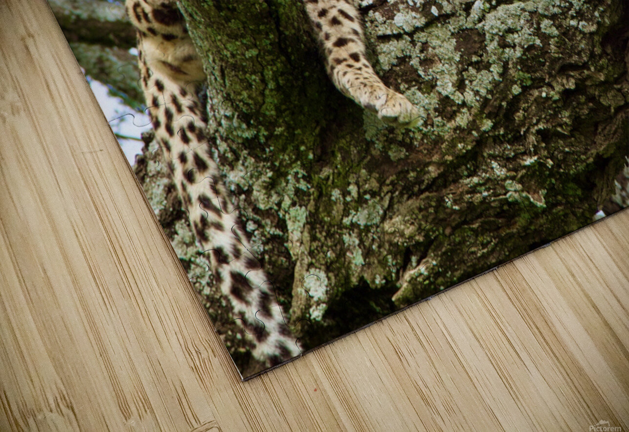 Leopard on high MG Shortz Puzzle