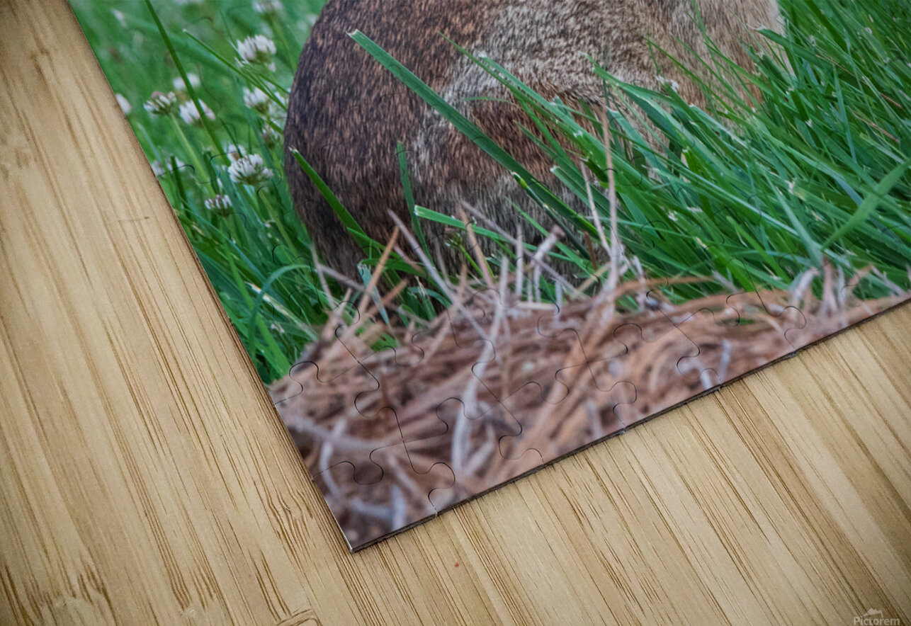 Backyard Bunny - Spring Days Chad Meyer Puzzle
