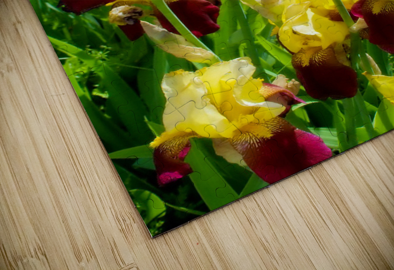 DSC 6499 1 2 Elizabeth Lima Images Puzzle