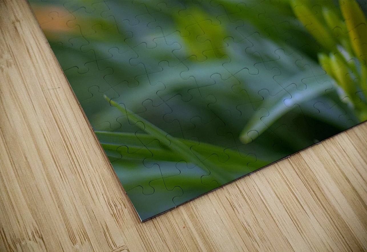 DSC 7633 1 Elizabeth Lima Images Puzzle