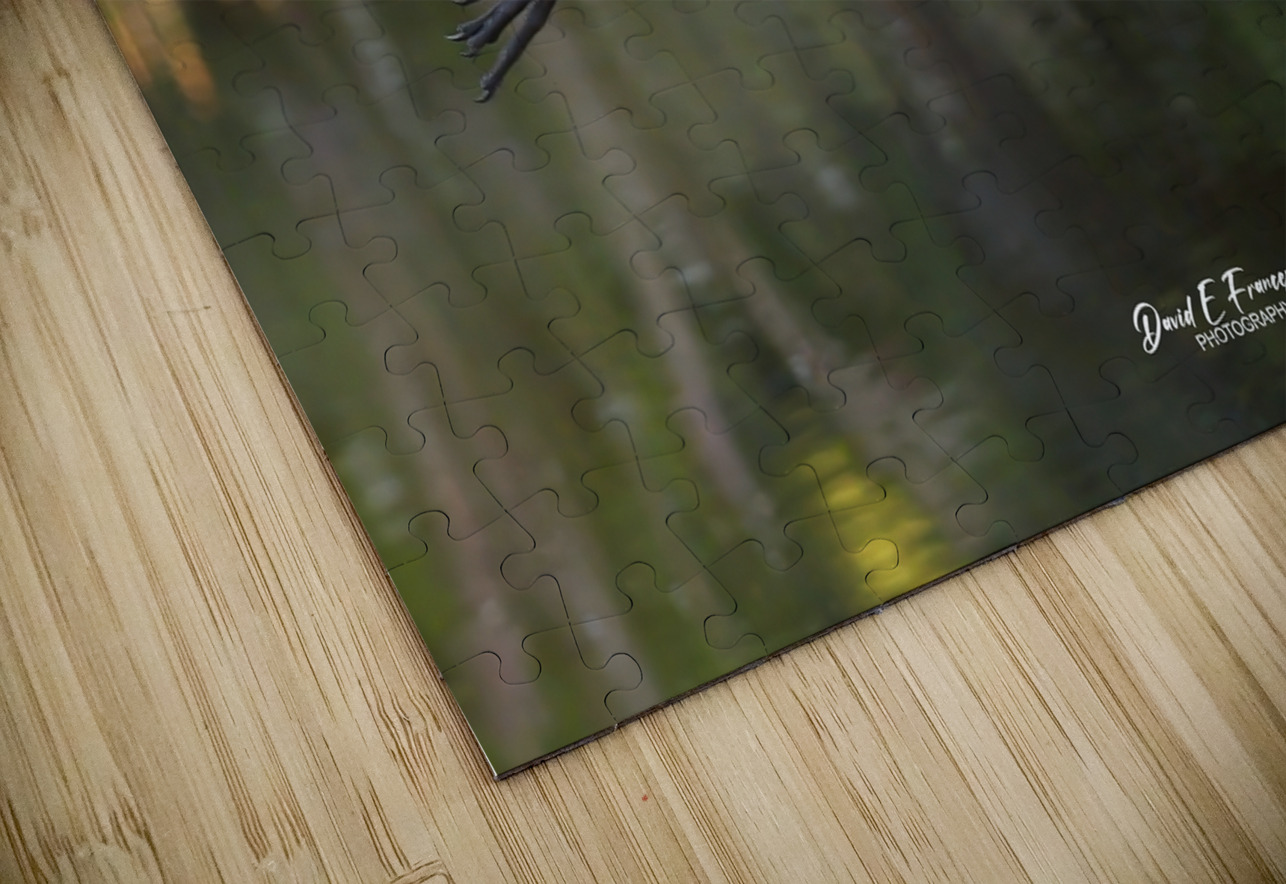 IMG 2120FlyingLimpkin David E Francey Photography Puzzle