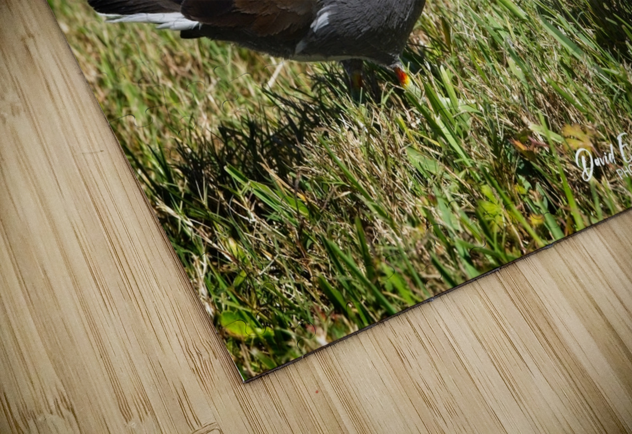 IMG 2263Moorhen David E Francey Photography Puzzle