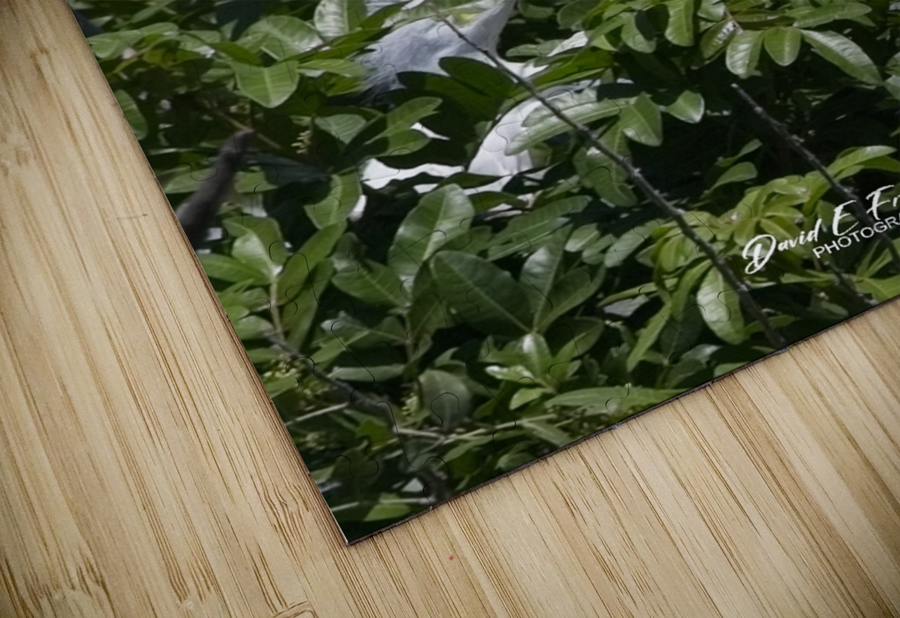 IMG 2453WhiteHeronAndChicks24x30 David E Francey Photography Puzzle