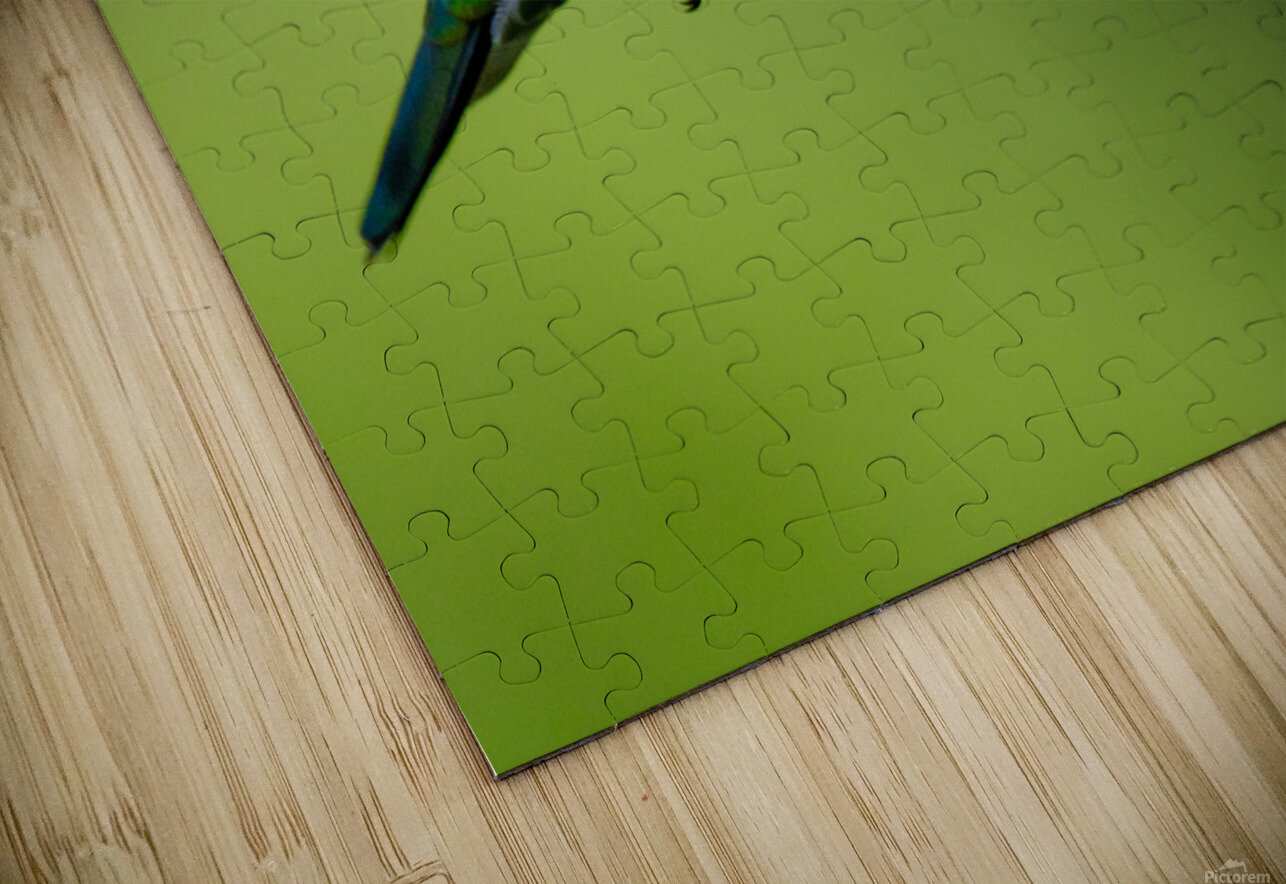 Oiseaux dEquateur 11 Bourlingueur Puzzle