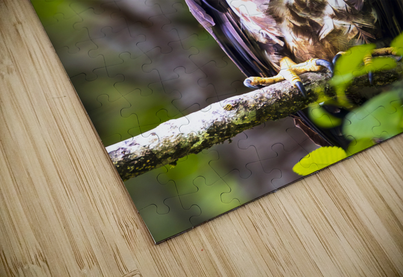 Alaska Juvenile Eagle Tono Chavez Puzzle