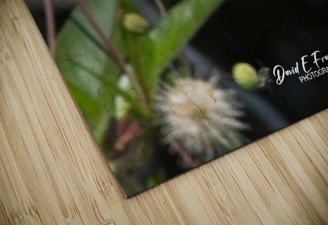 IMG 2899ButterFly David E Francey Photography Puzzle