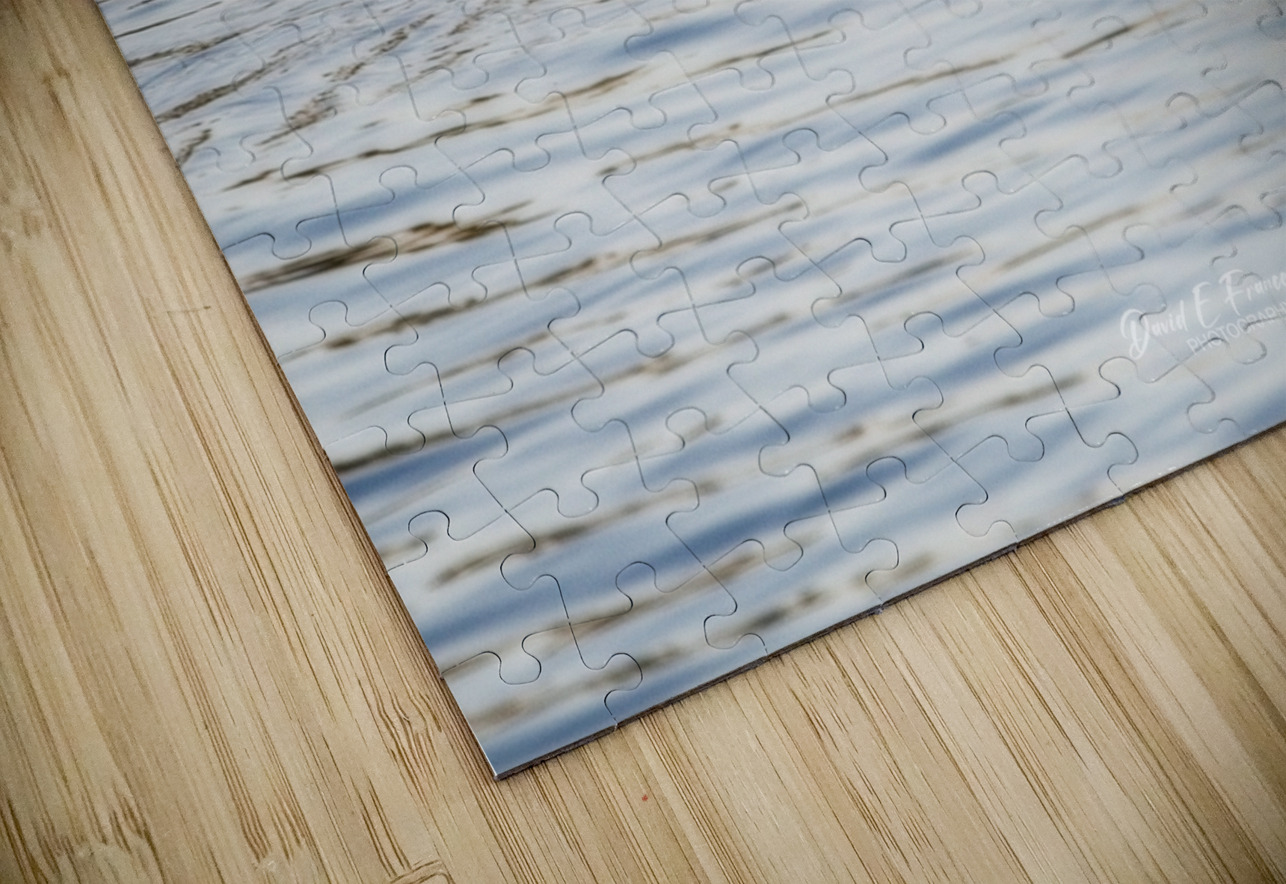 IMG 2945Gator David E Francey Photography Puzzle