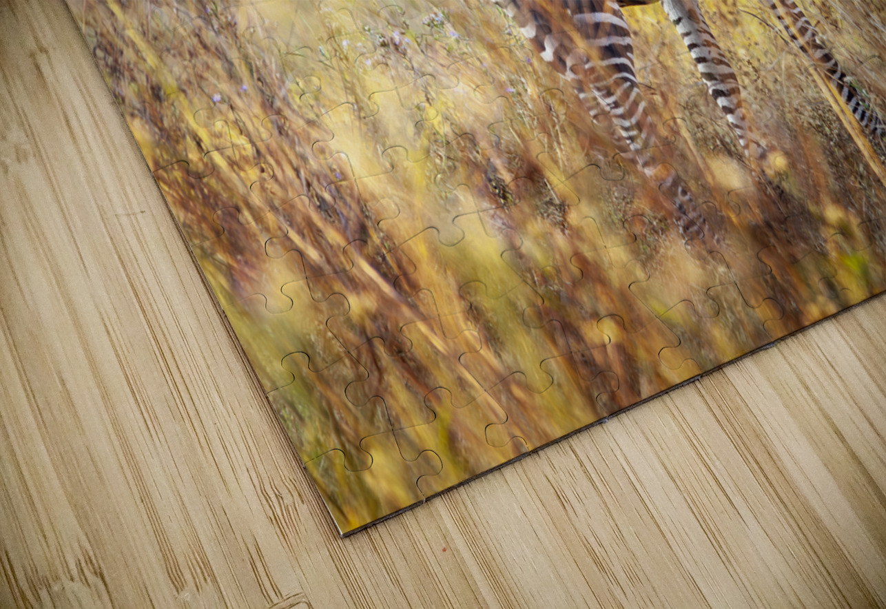 African zebra in the tall grass  Gualtiero Boffi Puzzle