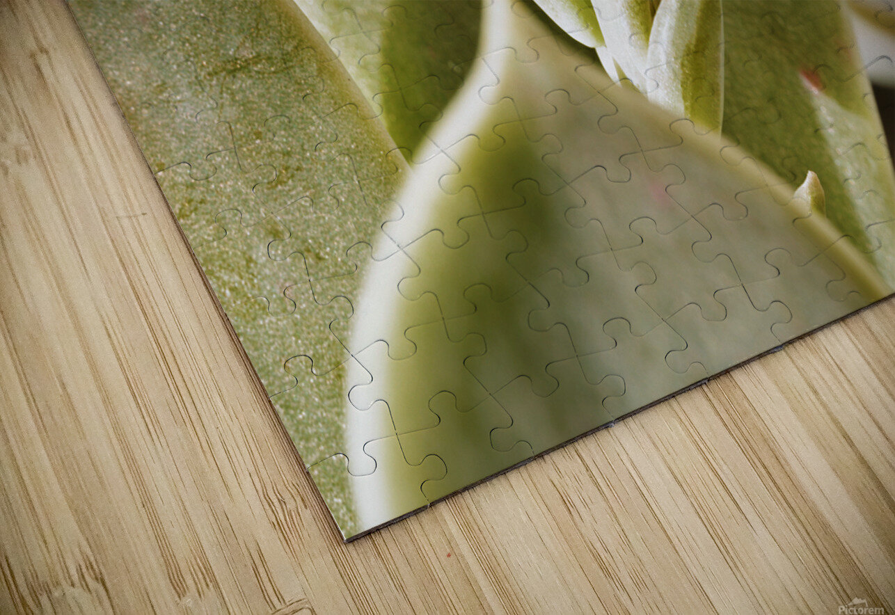 Plant of mother of pearl with flowers victimewalker Puzzle