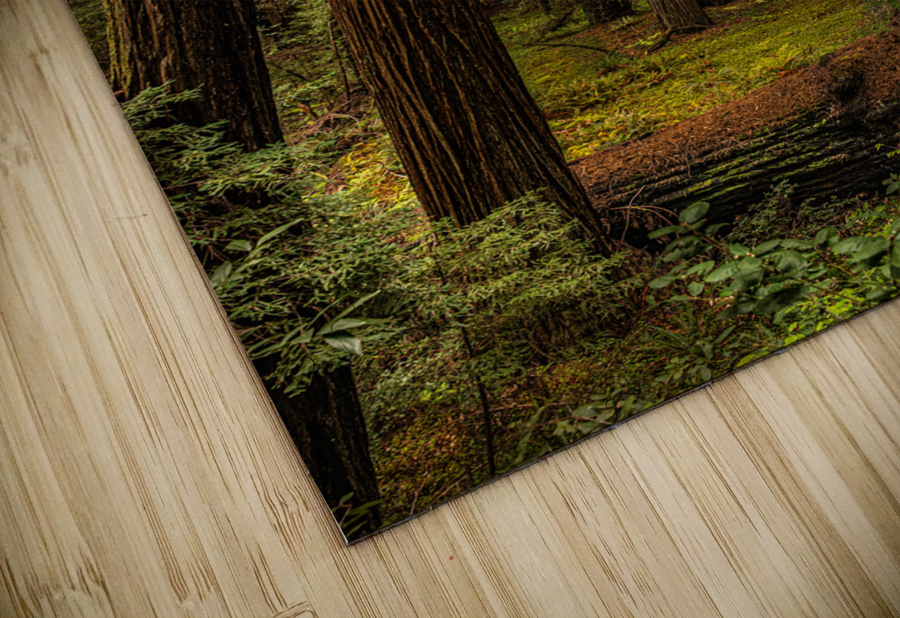 Dark Forest Alan Workman Fine Art Photography Puzzle