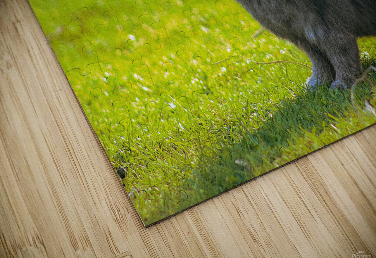  MG 8403 CineshotXfilm Puzzle