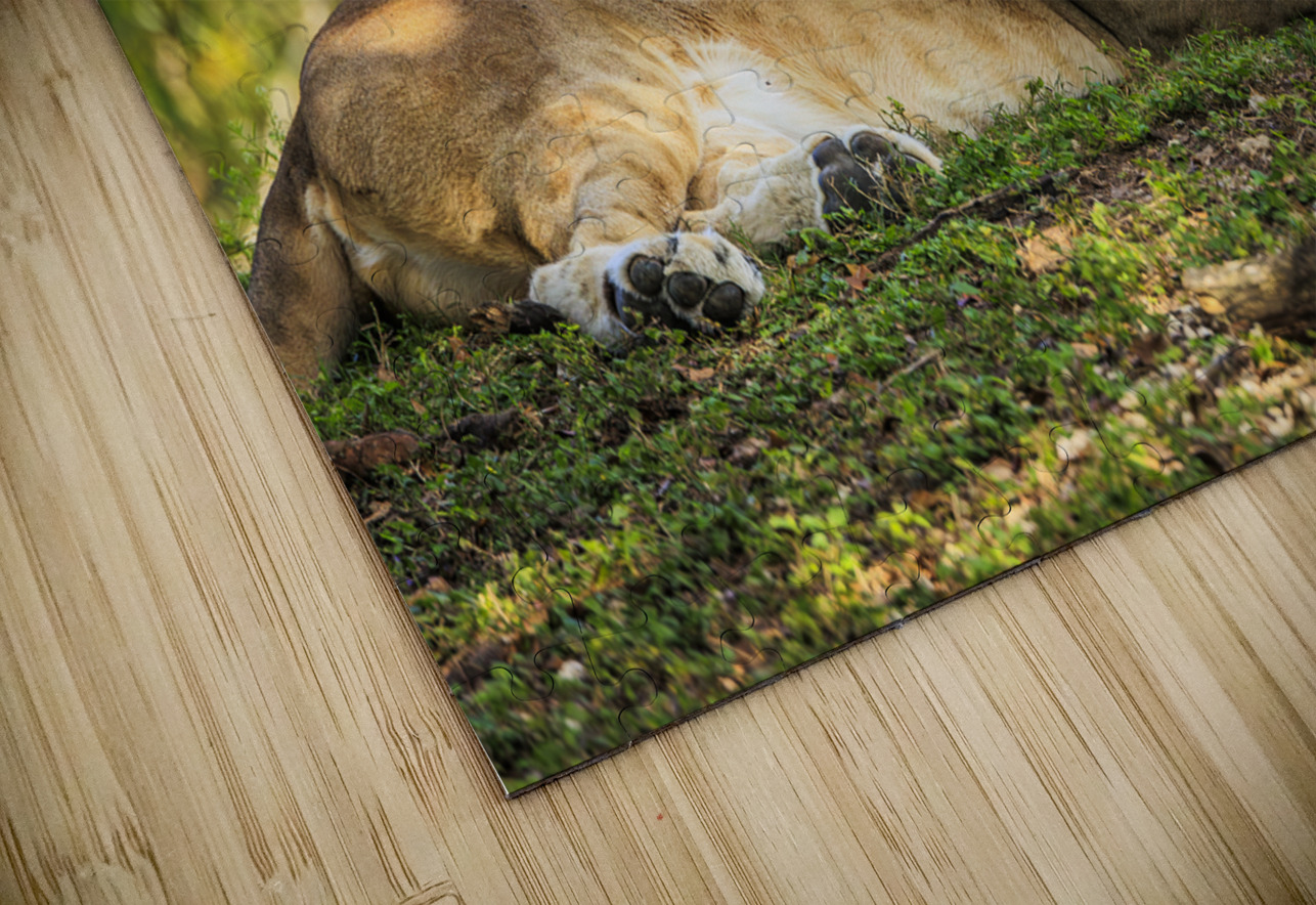 Lioness Tono Chavez Puzzle